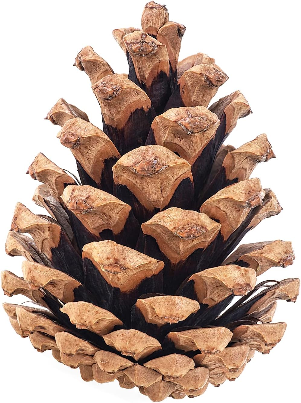 Natural Pine Cones for Crafts and Holiday Decor by Billy Buckskin
