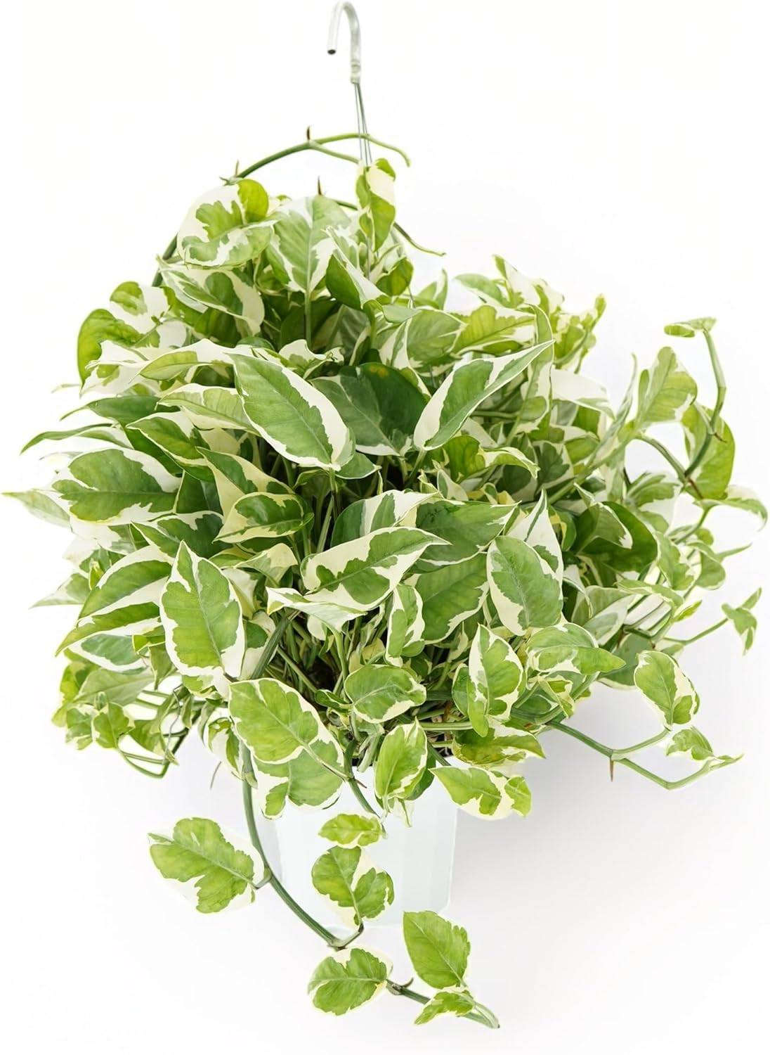 Huge Pothos N'joy Live Plant - Perfect Indoor Greenery Decor