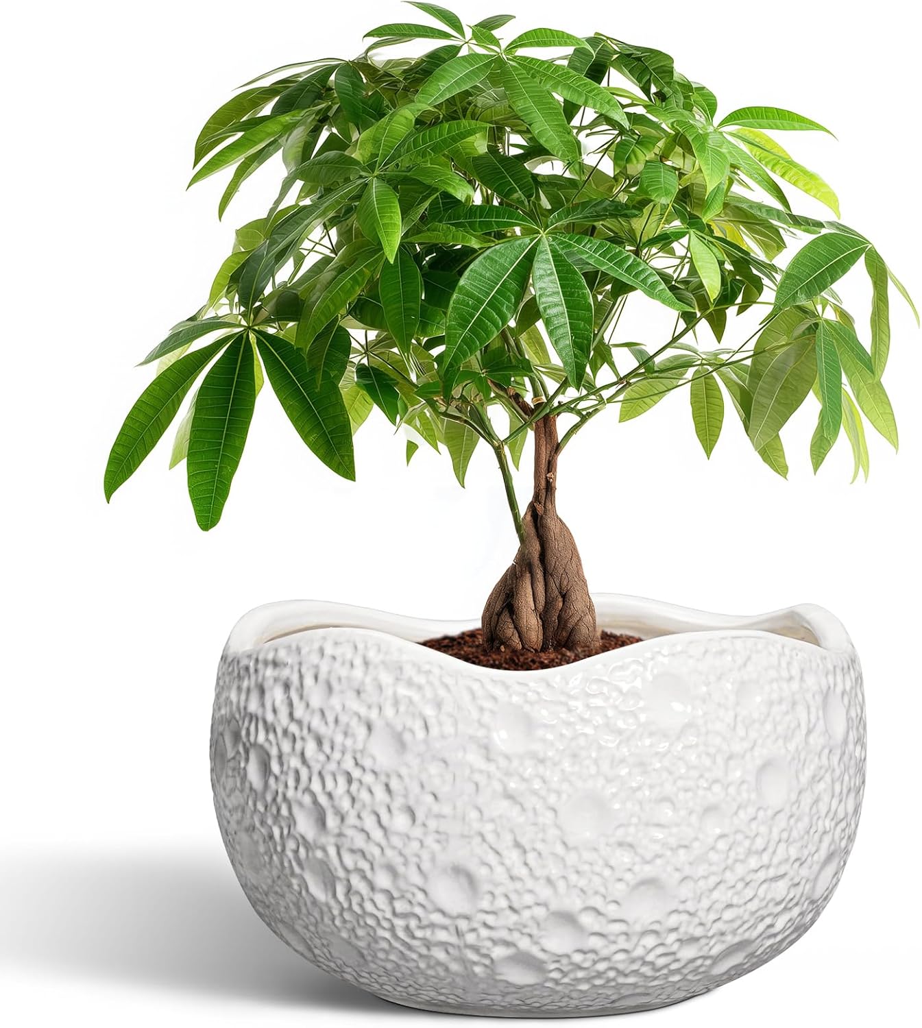 10 Inch Ceramic Plant Pot for Indoor Outdoor Use - Unique Design