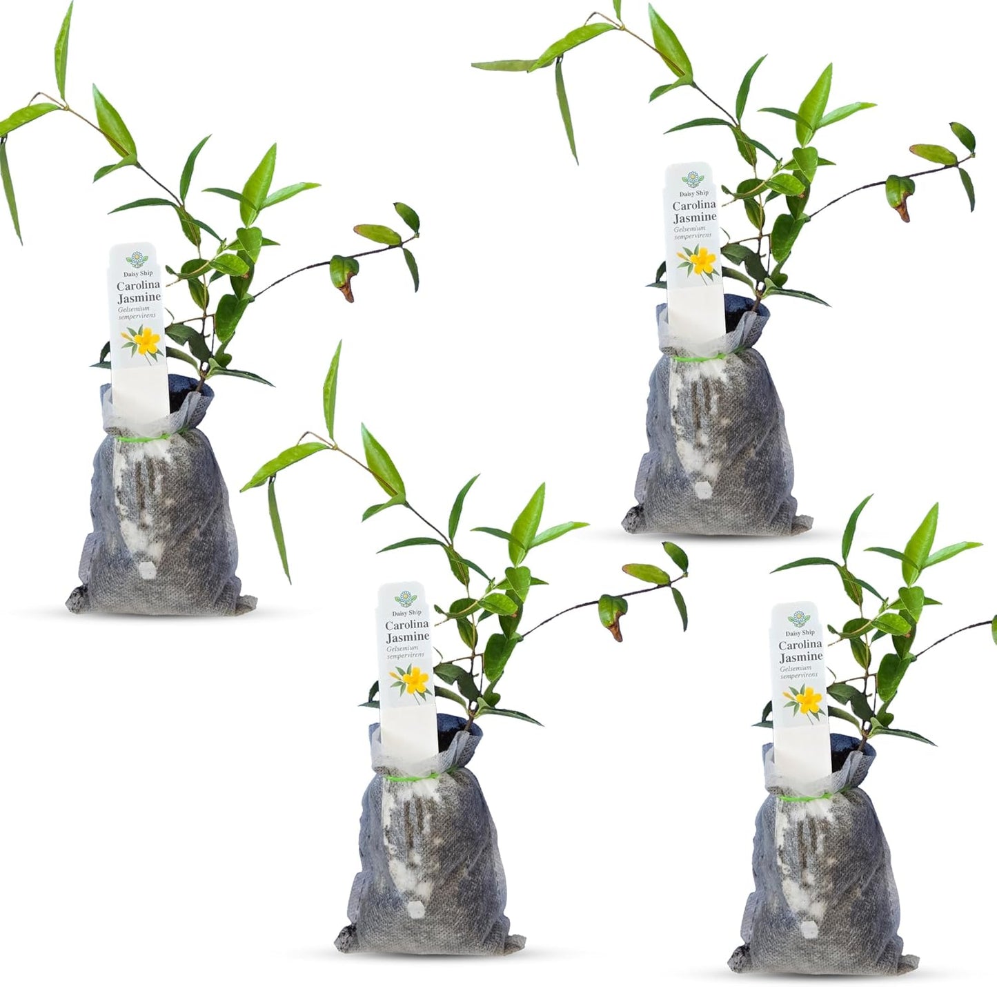 Carolina Jasmine Plant - Fast Growing Evergreen Vine with Blooms