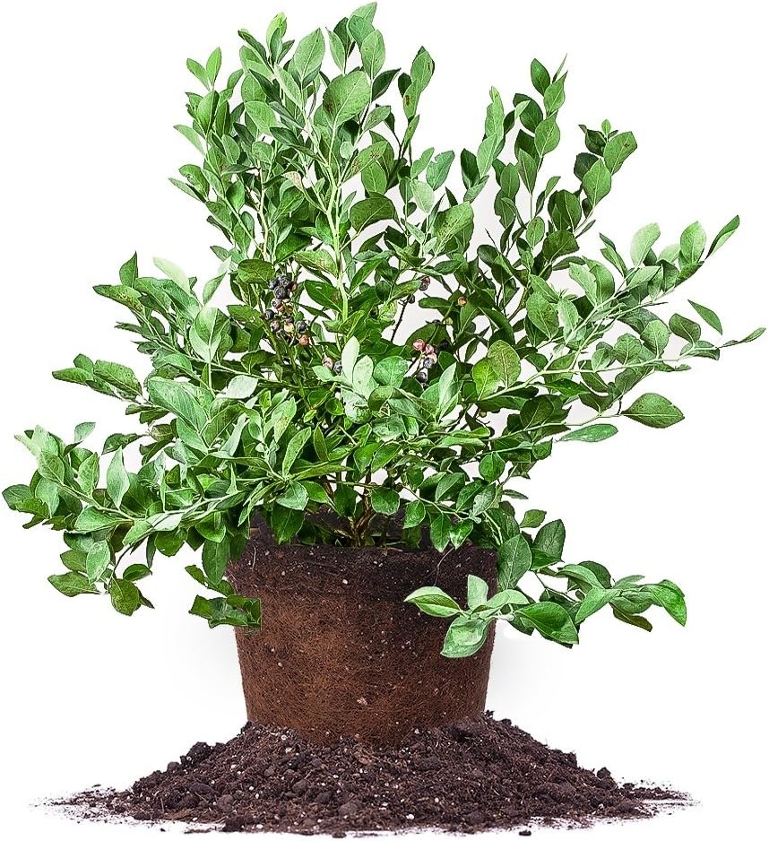 Perfect Plants Powder Blue Blueberry Live Plant for Your Garden