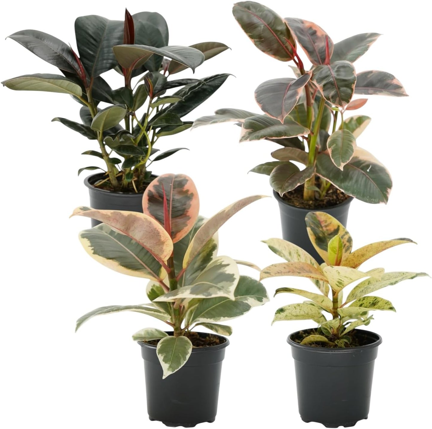 Ficus Tree Four Pack Indoor Plants for Lush Living Room Decor