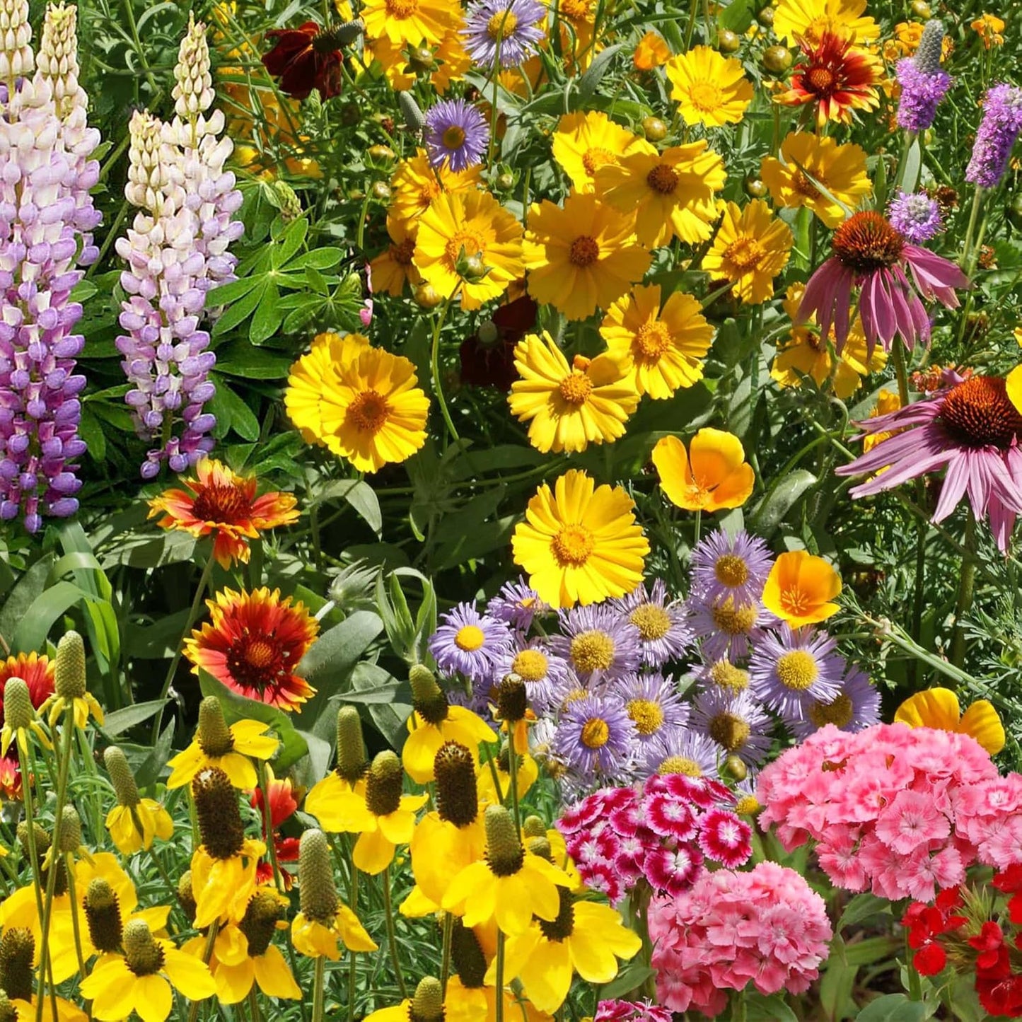 Ferry-Morse Perennial Mix Bulk Wildflower Seeds for Vibrant Gardens