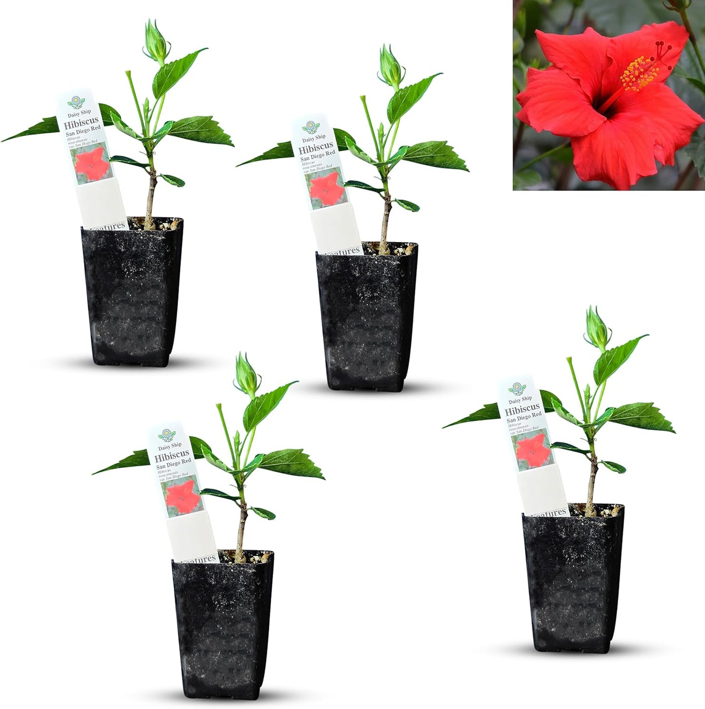 Vibrant Red Hibiscus rosa-sinensis Live Plant for Your Garden