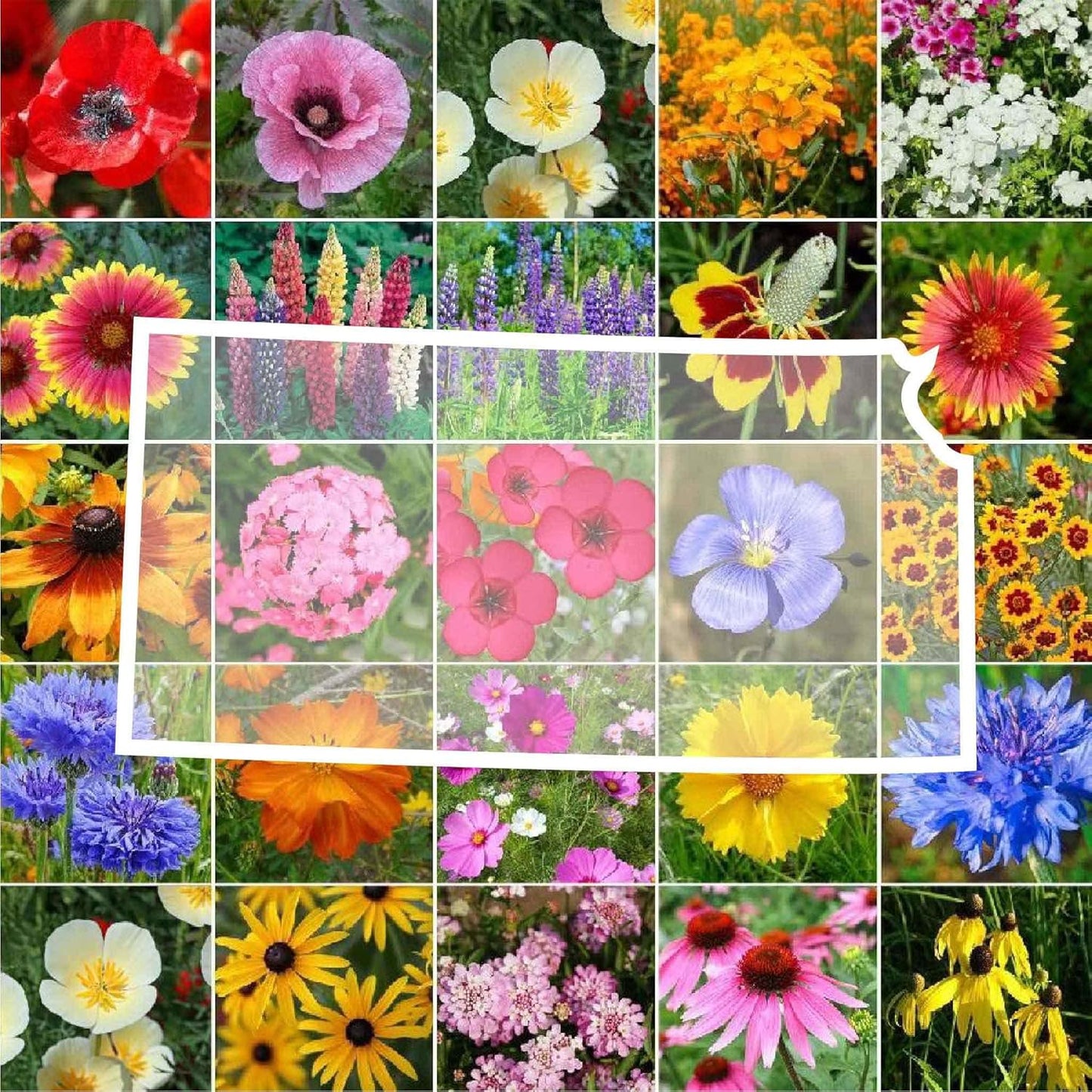 Kansas Wildflower Mixed Seeds for Planting - Attract Pollinators