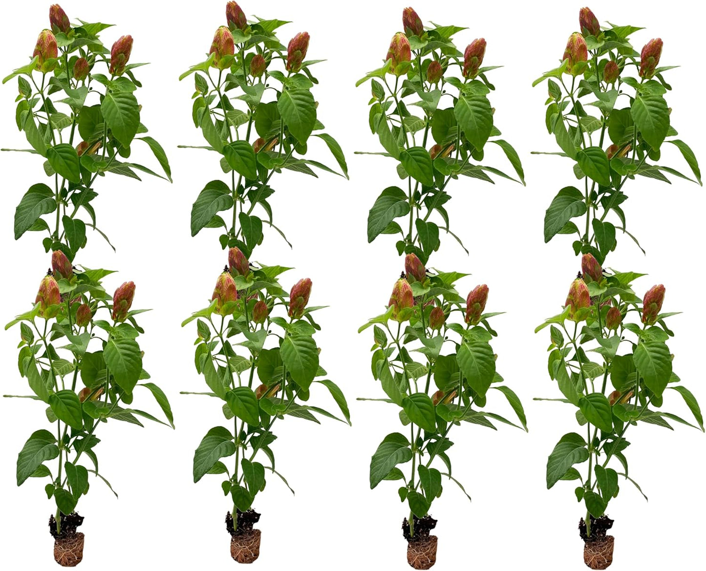 Shrimp Plant 5-10in Live Plant for Indoor Outdoor Use - 8ct
