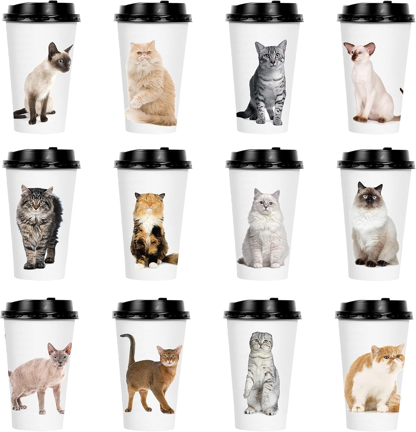 72 Cat Themed Disposable Coffee Cups with Lids