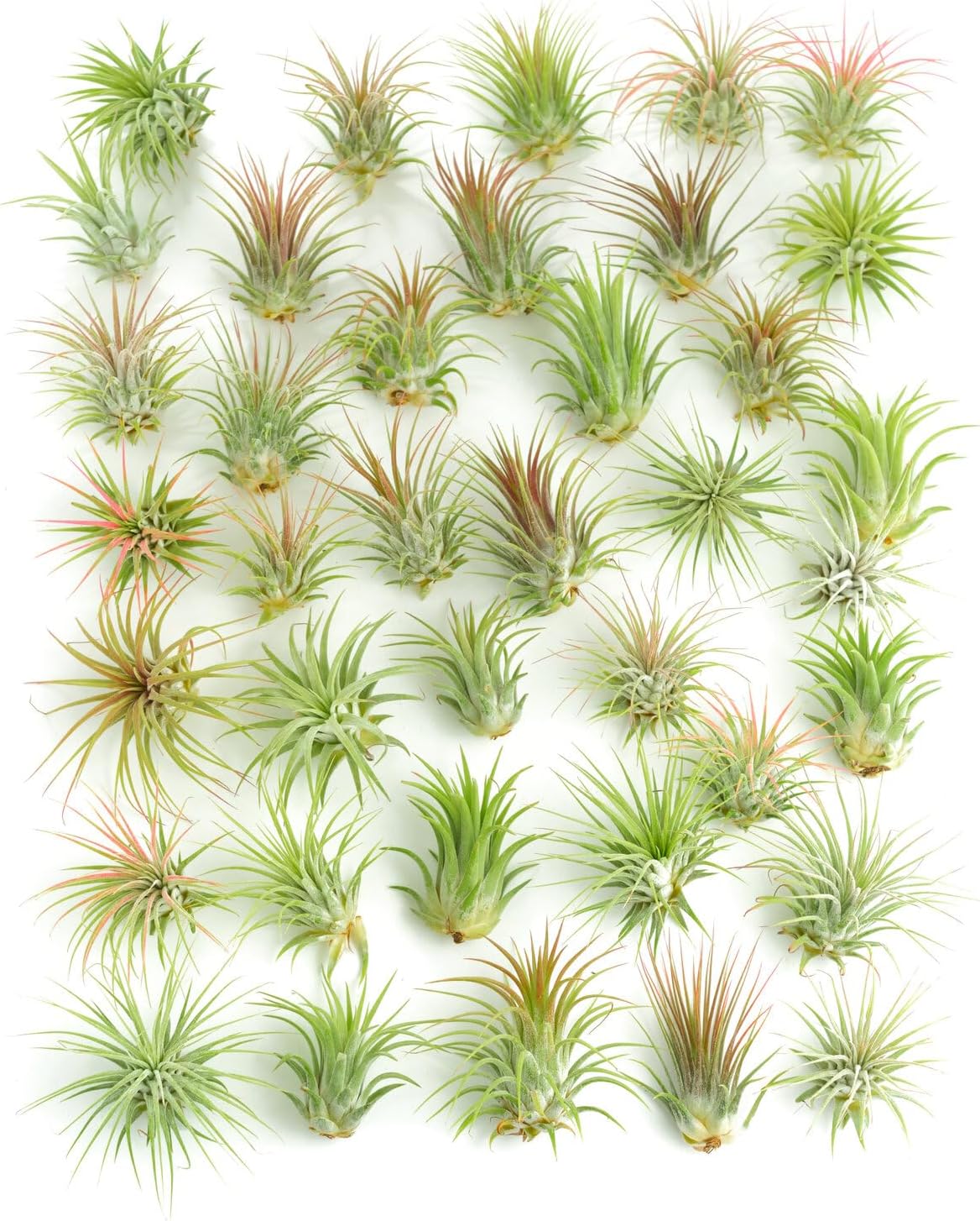 Ionantha Air Plants Assorted Mini Live Indoor Plants for Decor