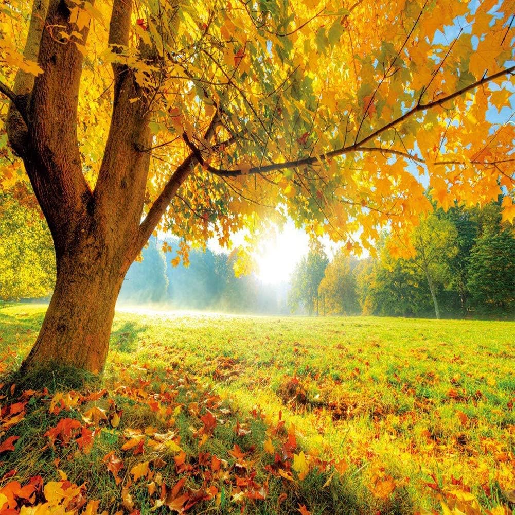 8x8FT Autumn Golden Maple Photography Background for Events