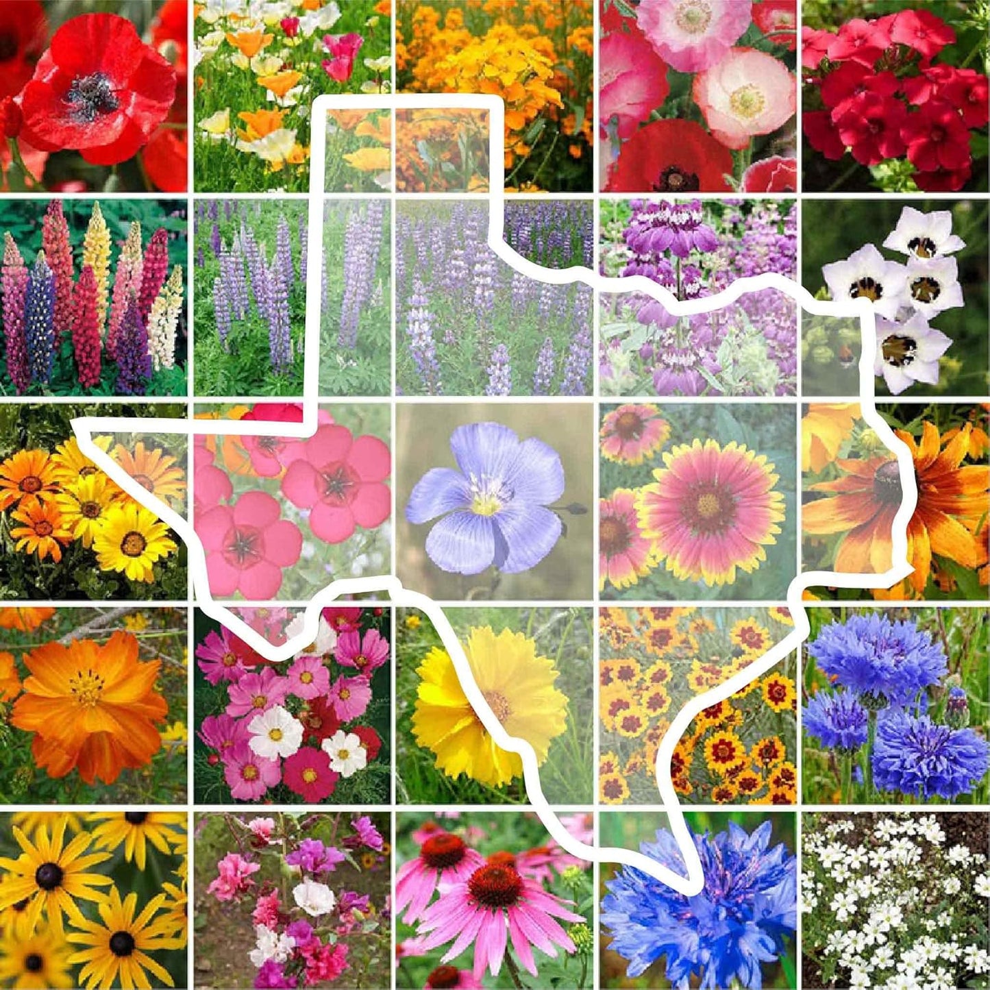 Texas Wildflower Mixed Seeds for Planting - 1 lb Non-GMO