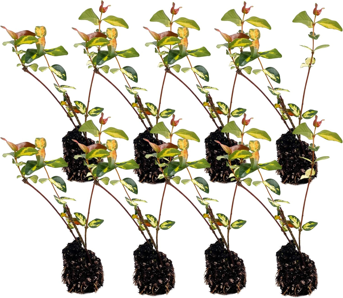 Jasmine Summer 2-6in Live Plant for Indoor Outdoor Use