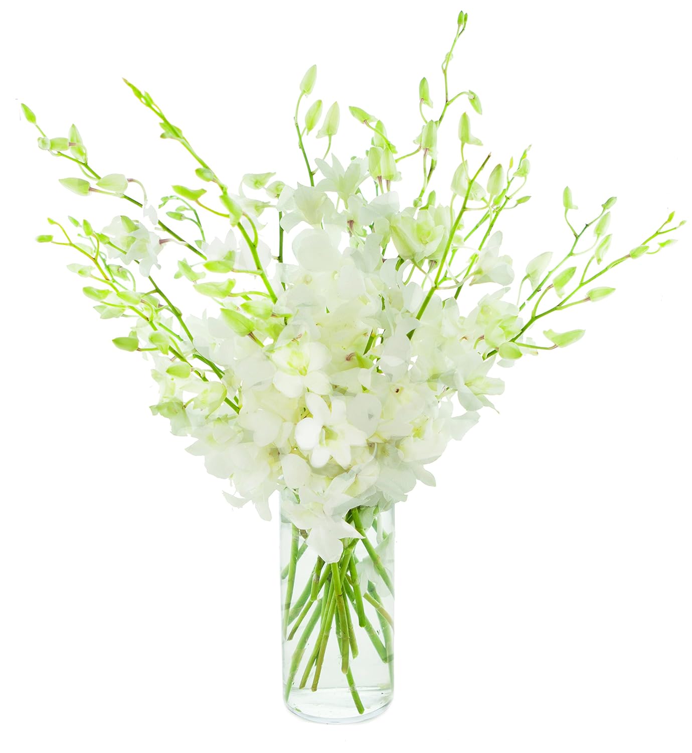 Exotic Perla White Orchid Bouquet of 20 Fresh Dendrobium Flowers