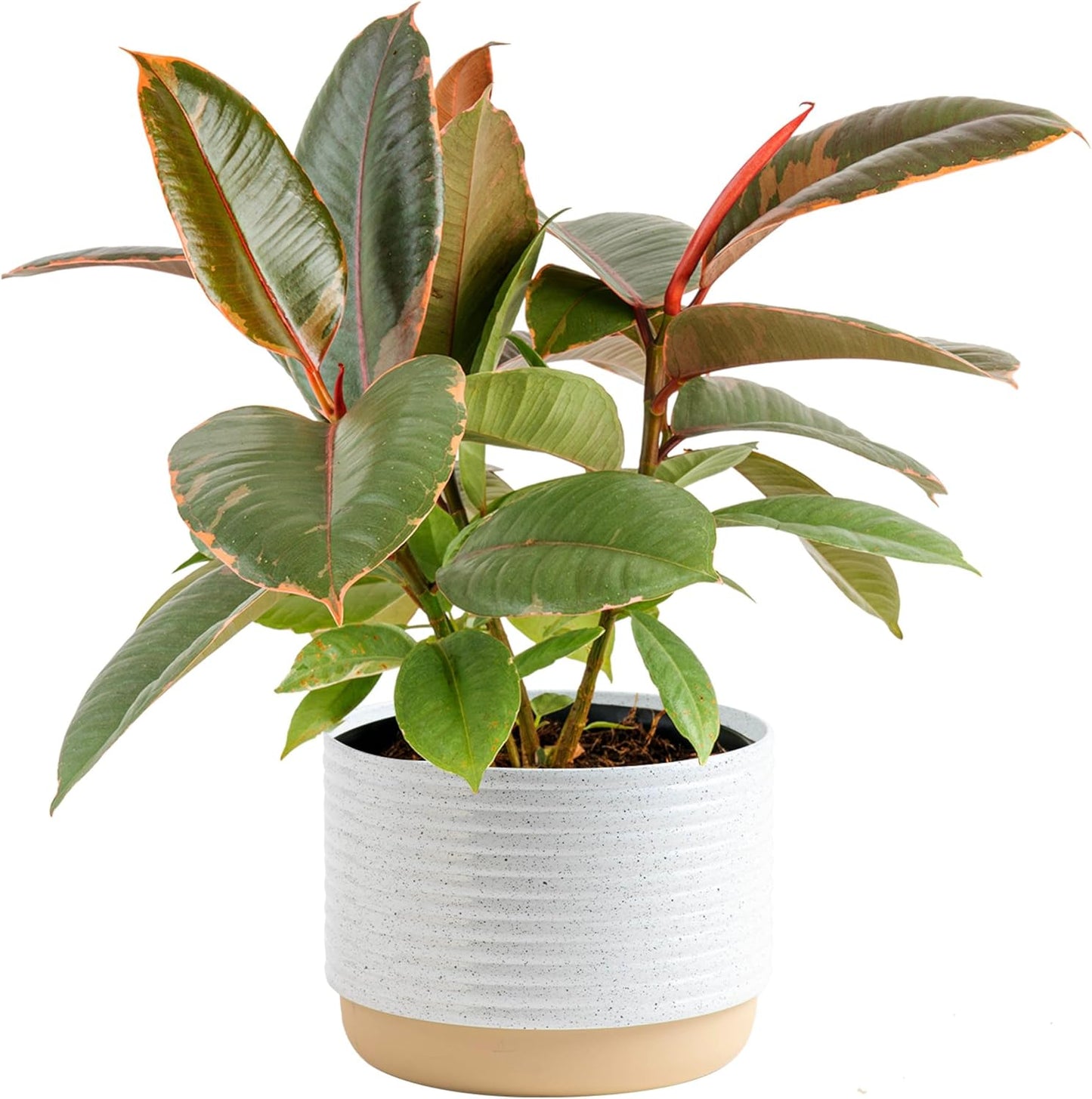 Ficus Live Plant - Easy to Grow Indoor Houseplant for Decor
