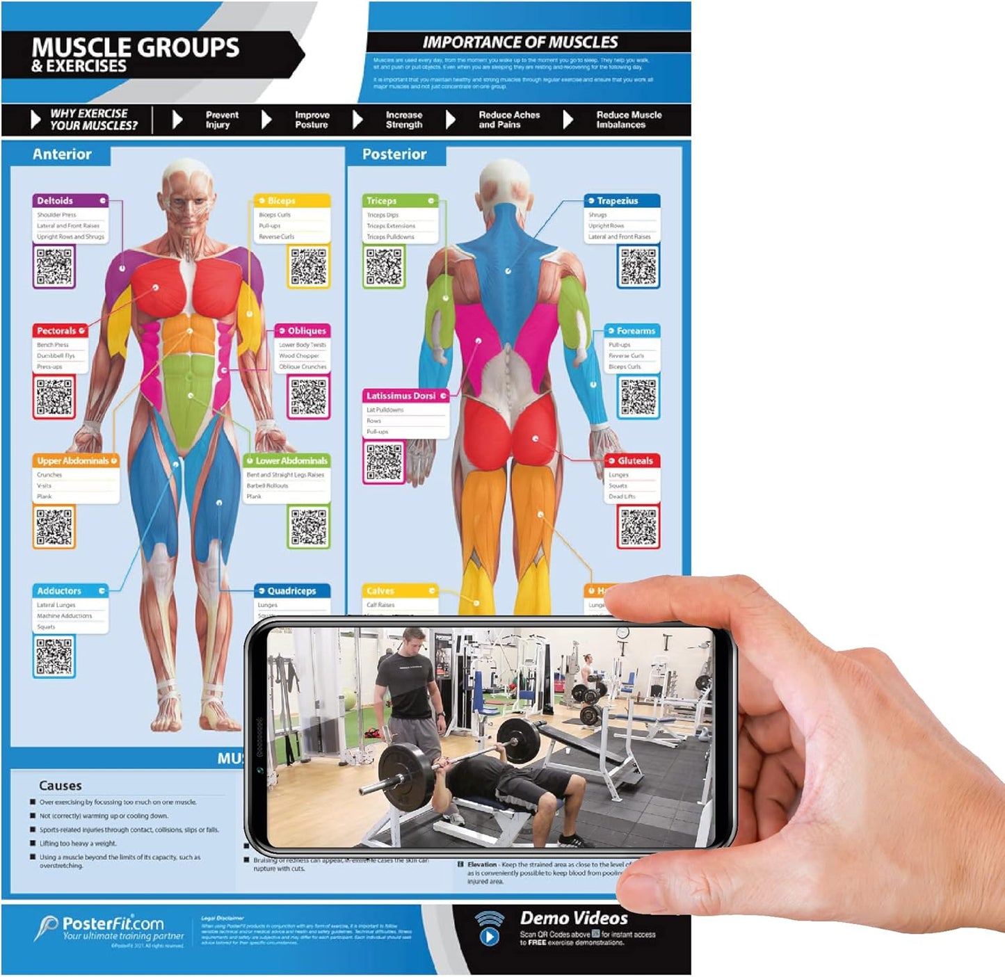 Ultimate Muscle Workout Poster - Large, Laminated - Gym & Home Fitness Chart