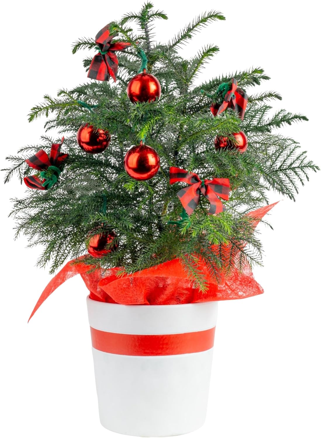 Live Christmas Tree Norfolk Island Pine for Holiday Cheer