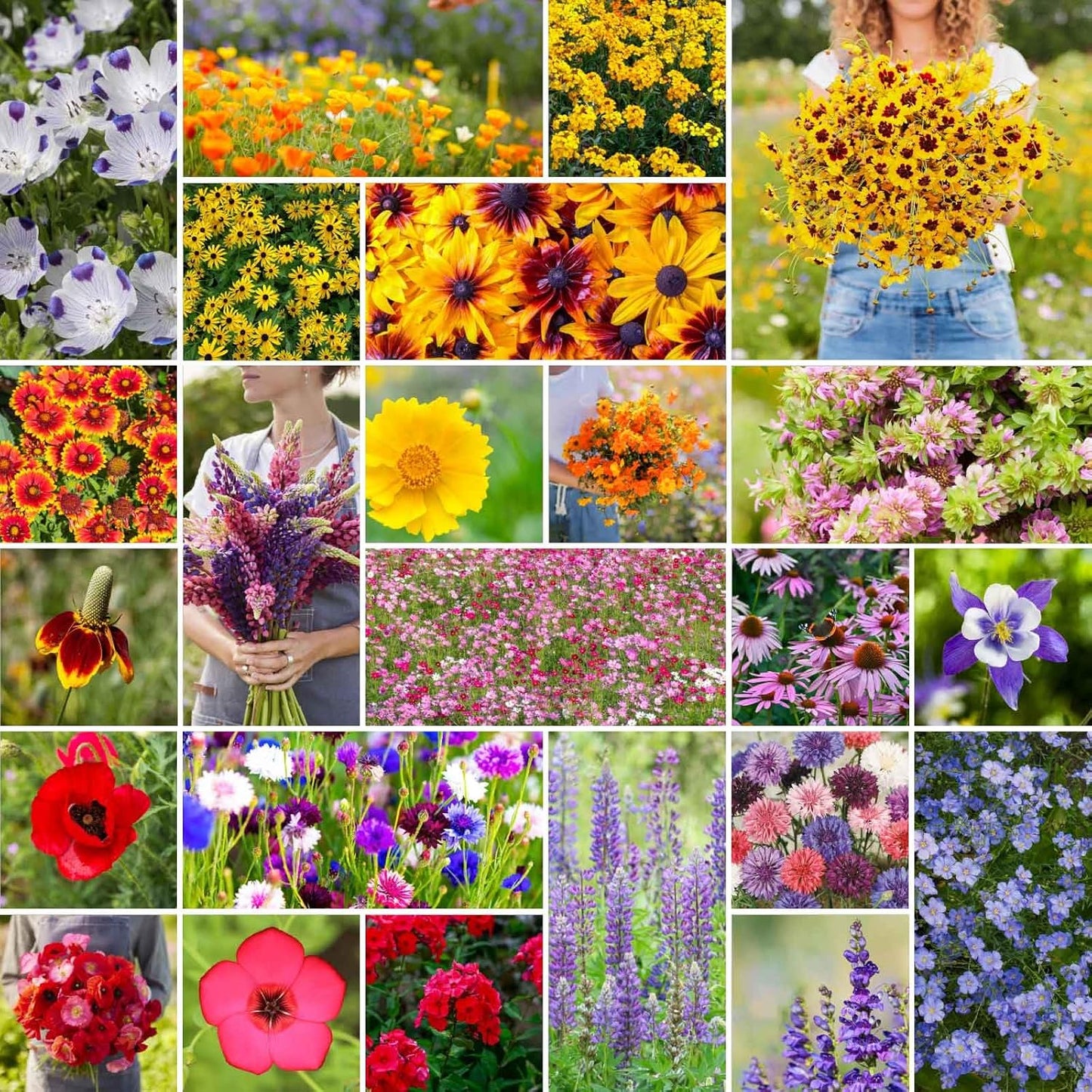 Eden Brothers Western Wildflower Mixed Seeds for Planting 1 lb
