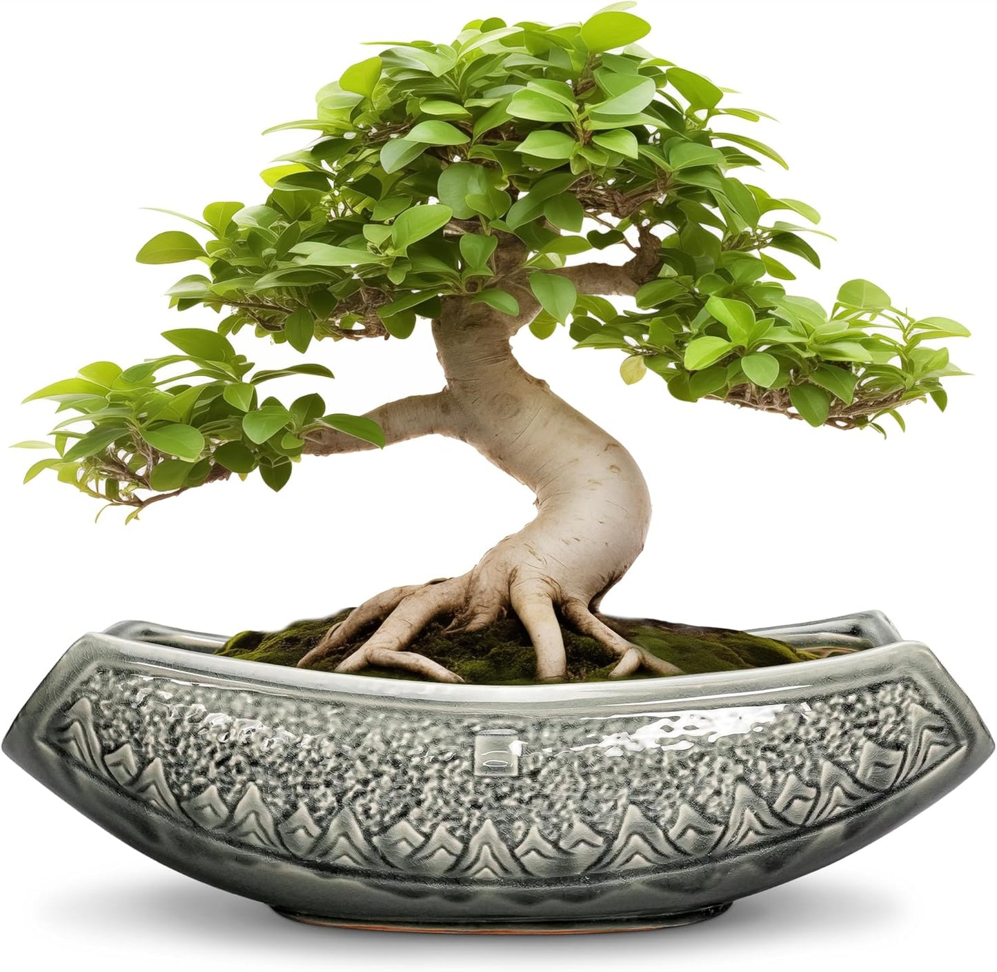 Elegant 18 Inch Ceramic Bonsai Pots for Indoor and Outdoor Use