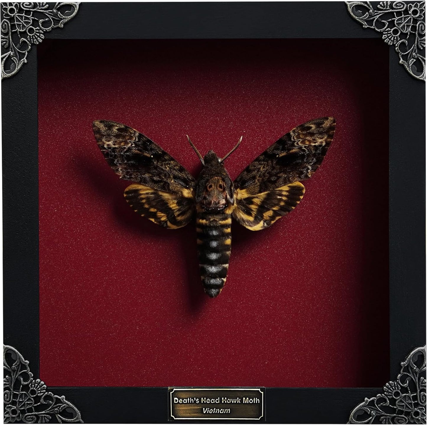 Framed Death Head Moth Shadow Box Unique Taxidermy Decor