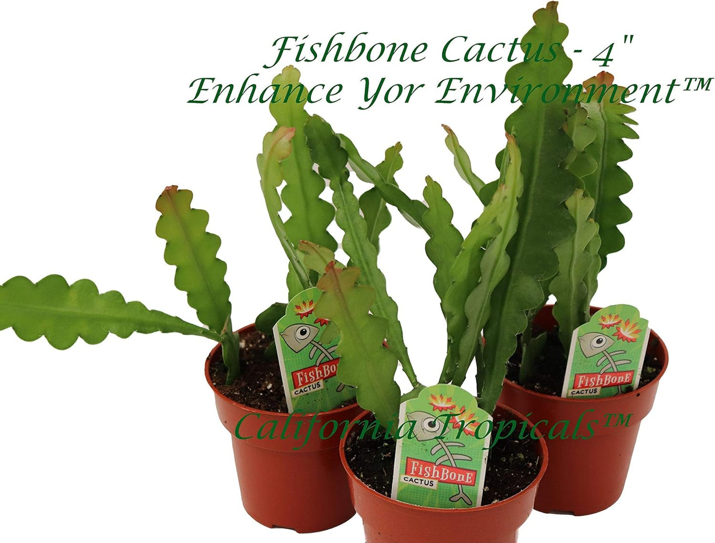 Fishbone Cactus Combo - Perfect Gift for Any Occasion