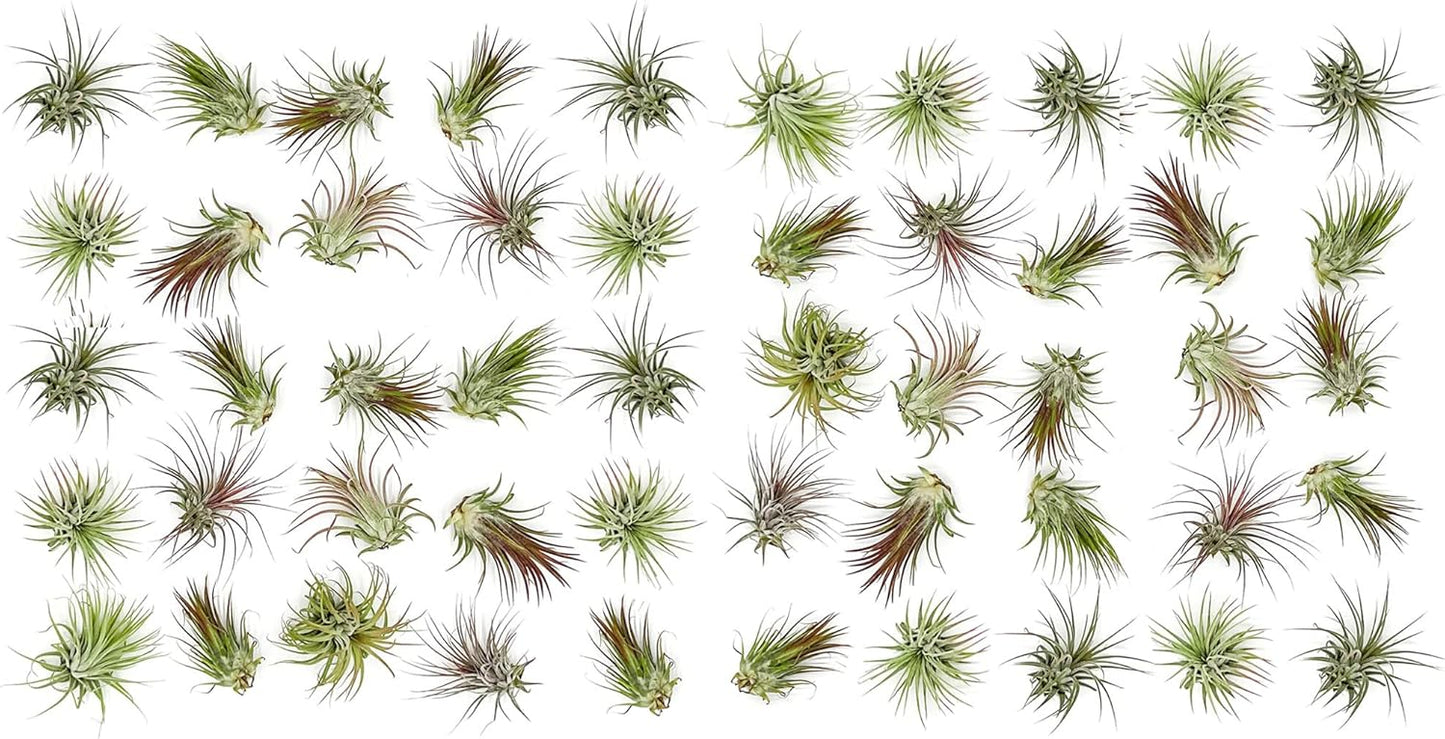 Tillandsia Ionantha Air Plants Bulk Pack for Home Decor