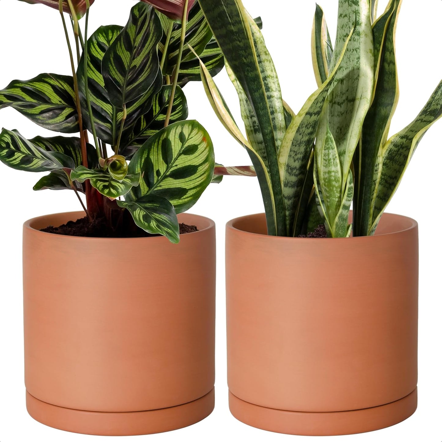 D'vine Dev Medium 8 Inch Terracotta Plant Pot Set of 2