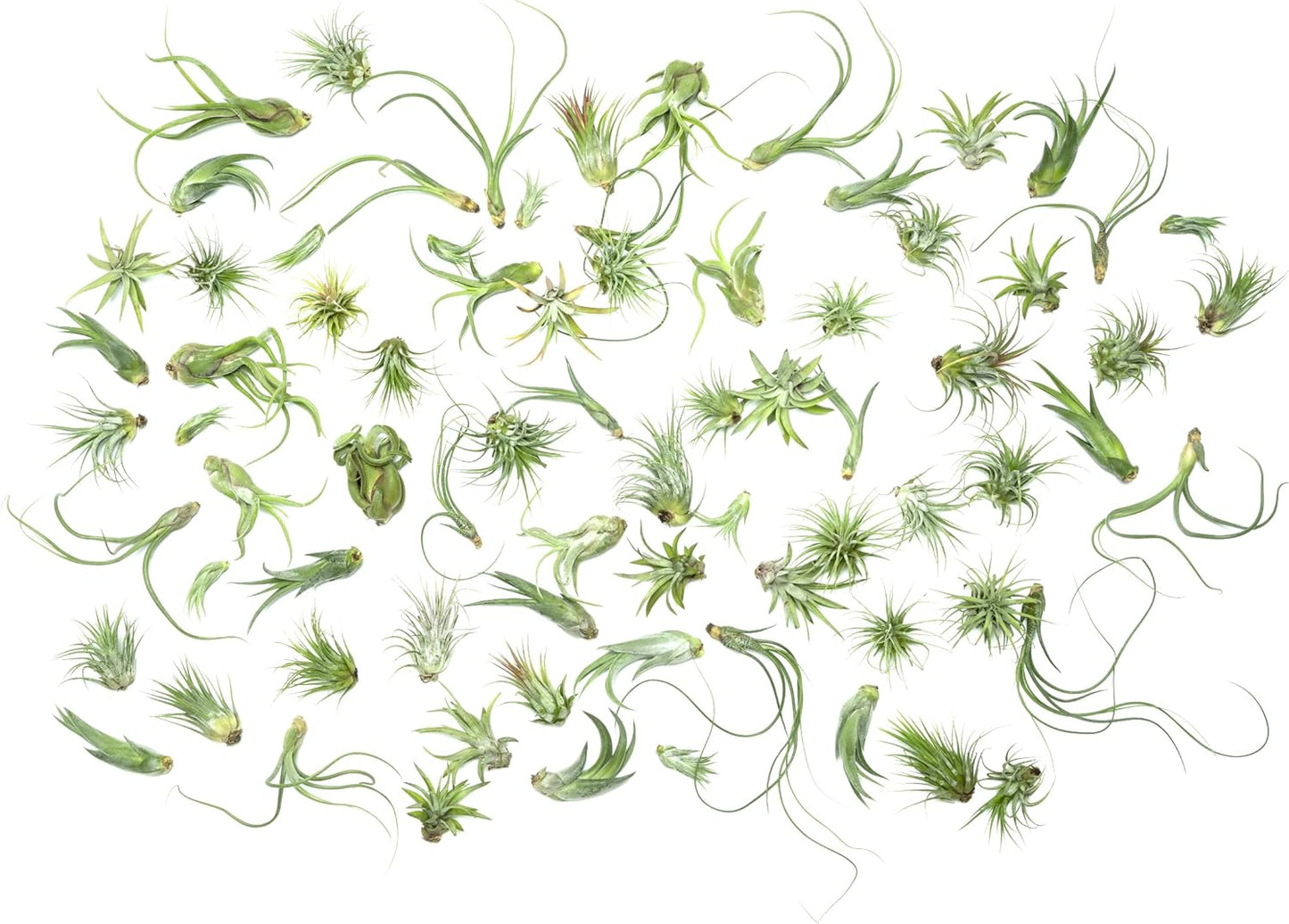 Tillandsia Air Plants Live Indoor Plants for Home Decor Lovers