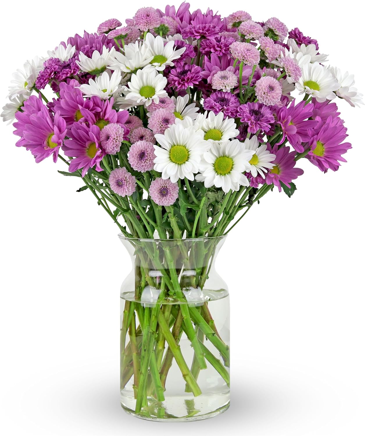 16 Stem Chrysanthemum Daisies for Every Occasion - Fresh Flowers