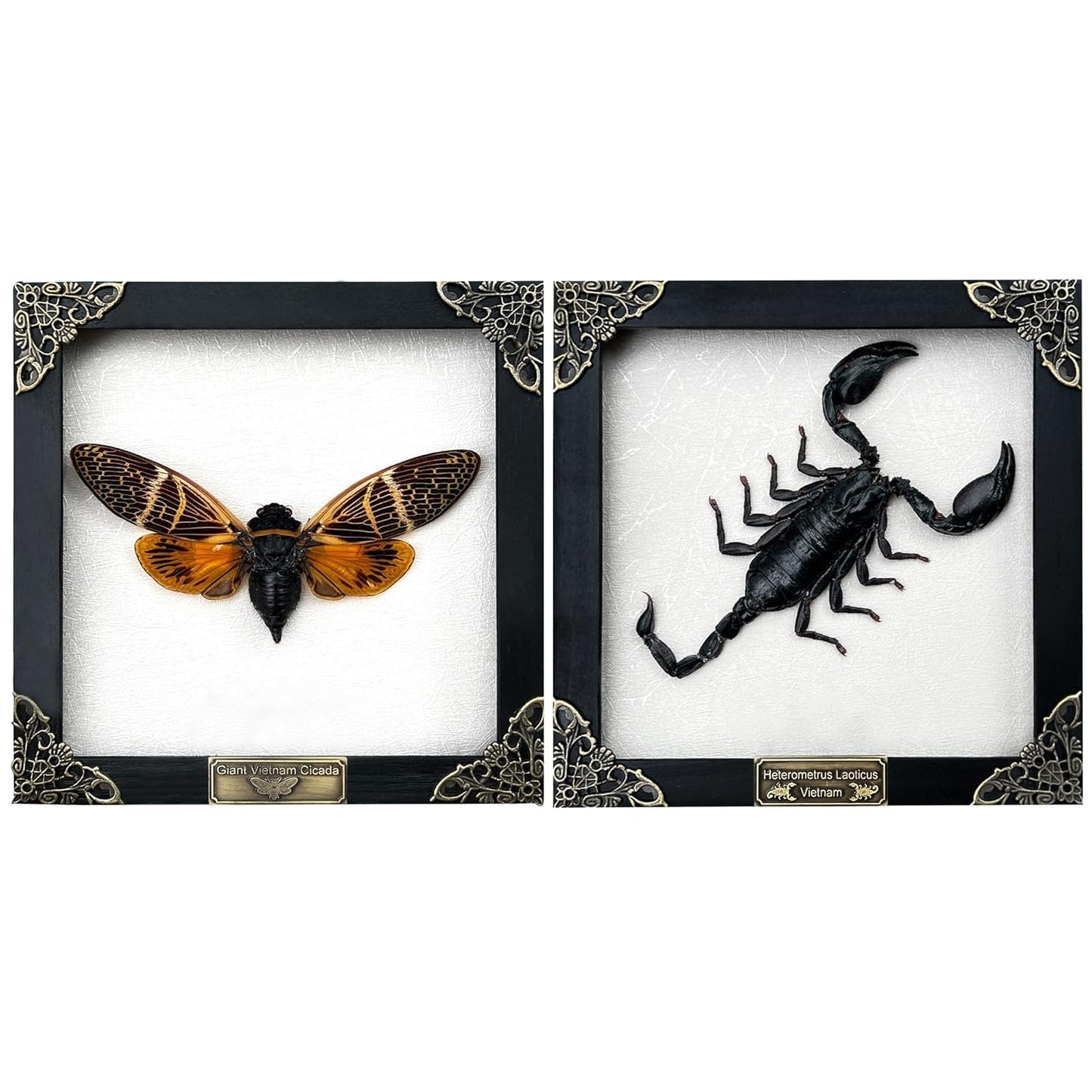 Real Framed Scorpion Cicada Beetle Shadow Box Wall Art Decor