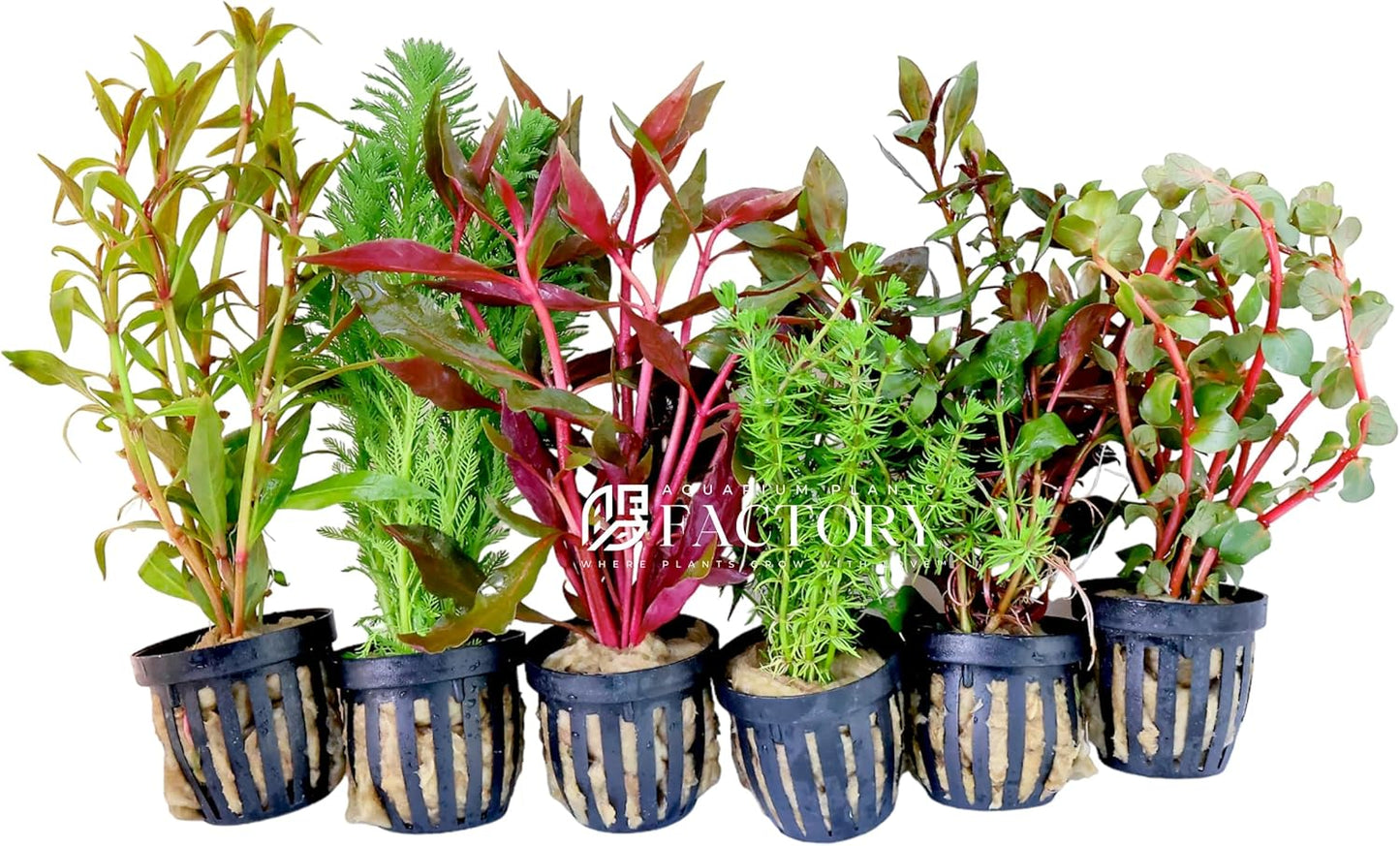 Aquarium Plants Packages for Vibrant Freshwater Aquascapes
