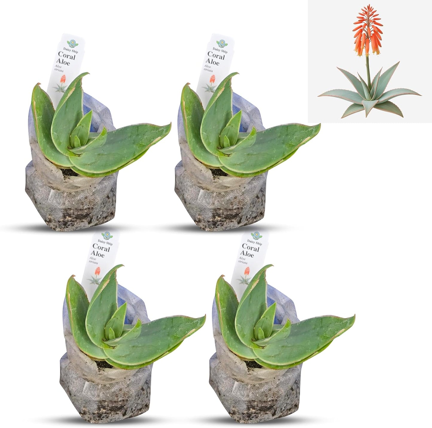 Coral Aloe Plants - Live Succulent with Striking Pink Edges