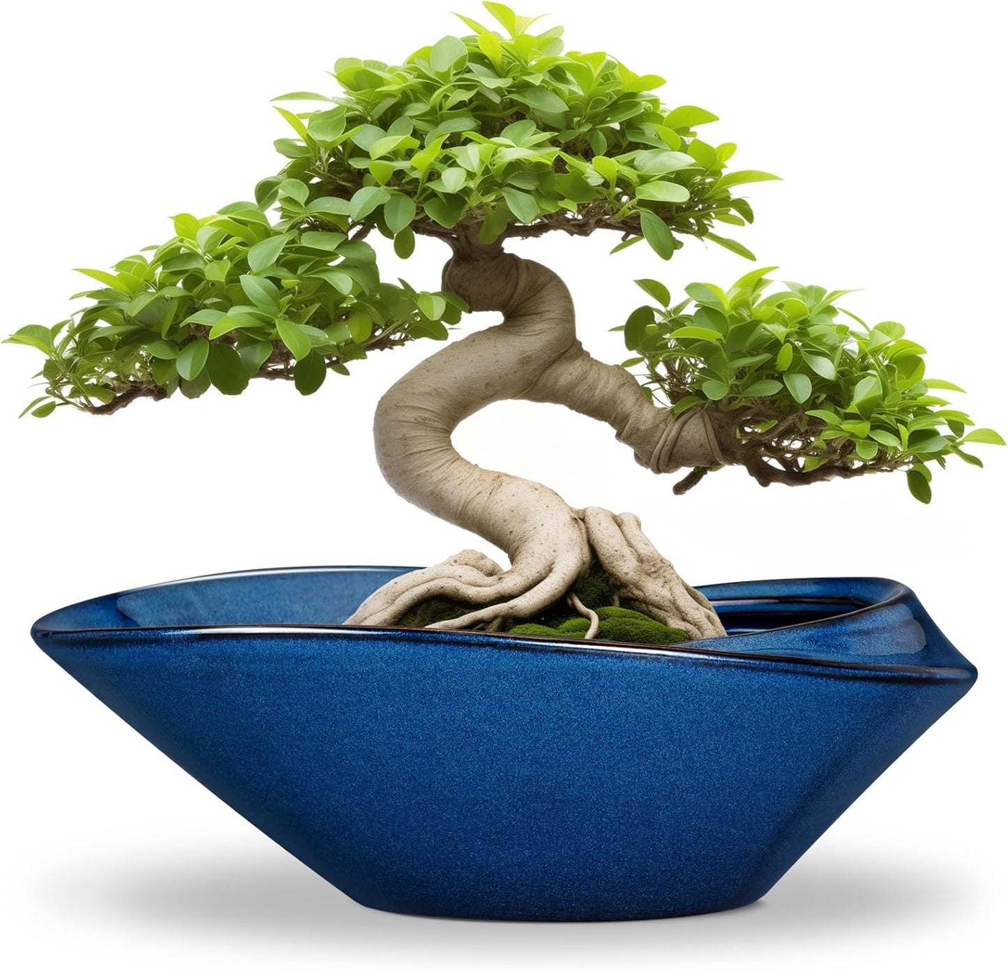 Bonsai Tree Pot - 12 Inch Ceramic Planter with Drainage Hole
