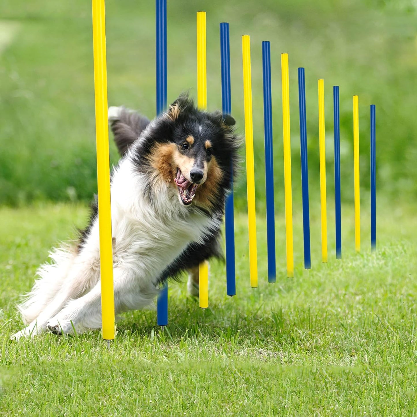 Pet Prime Dog Agility Training Equipment for Backyard Fun