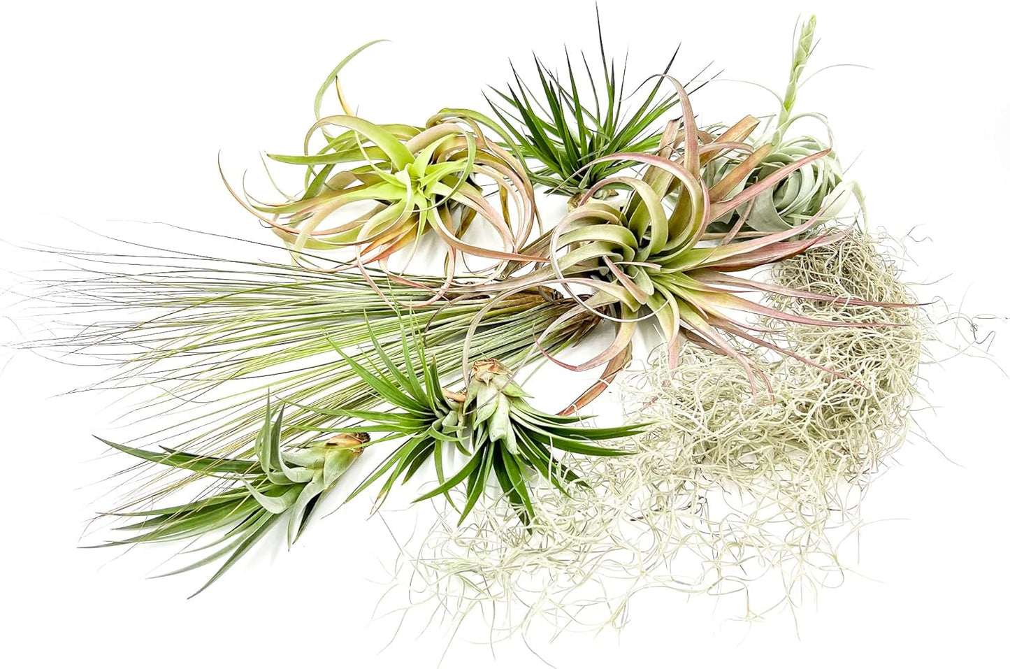 ragnaroc Holiday Hosting Gift Box Giant - Live Air Plant Set