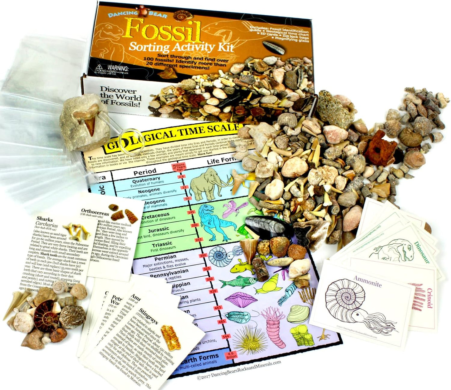 DANCING BEAR Fossil Collection Sorting Activity Kit for Kids