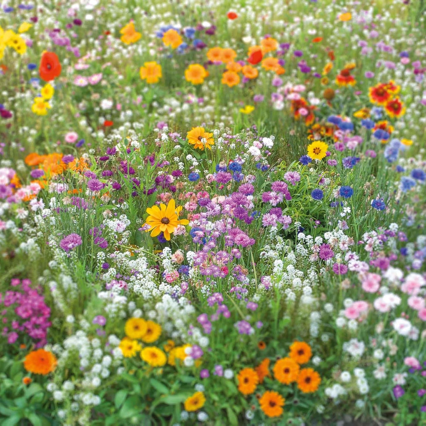 Eden Brothers Flowery Fields Forever Flower Mixed Seeds for Planting
