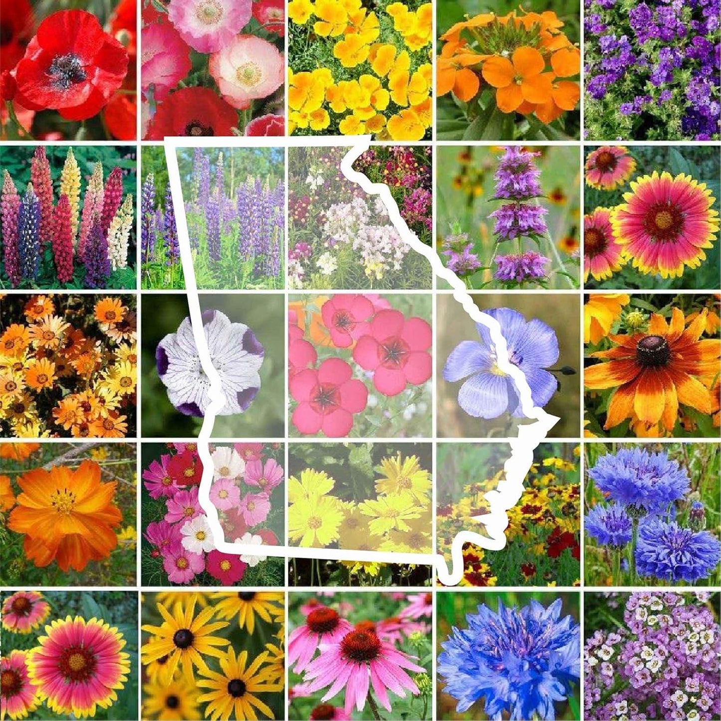 Georgia Wildflower Mixed Seeds for Planting - 1 lb of Beauty
