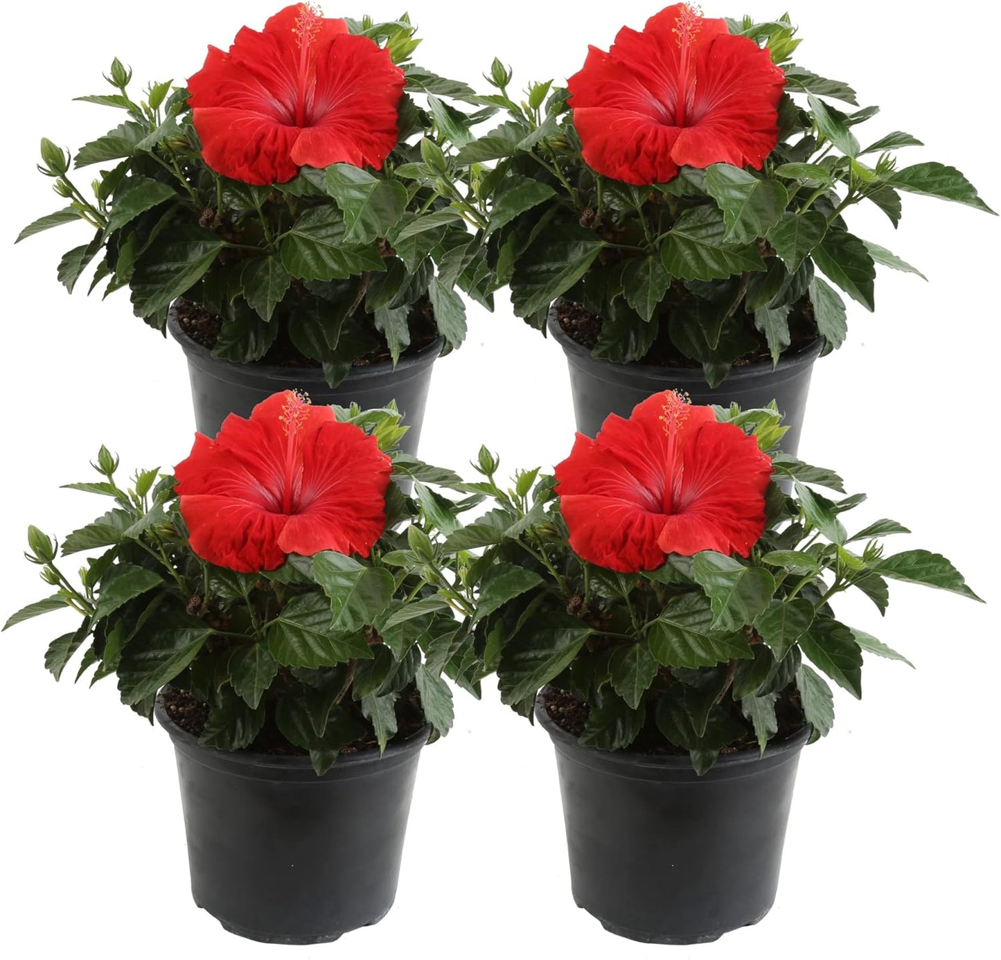 Live Premium Hibiscus Outdoor Plant with Red Flowers in 1 QT Pot