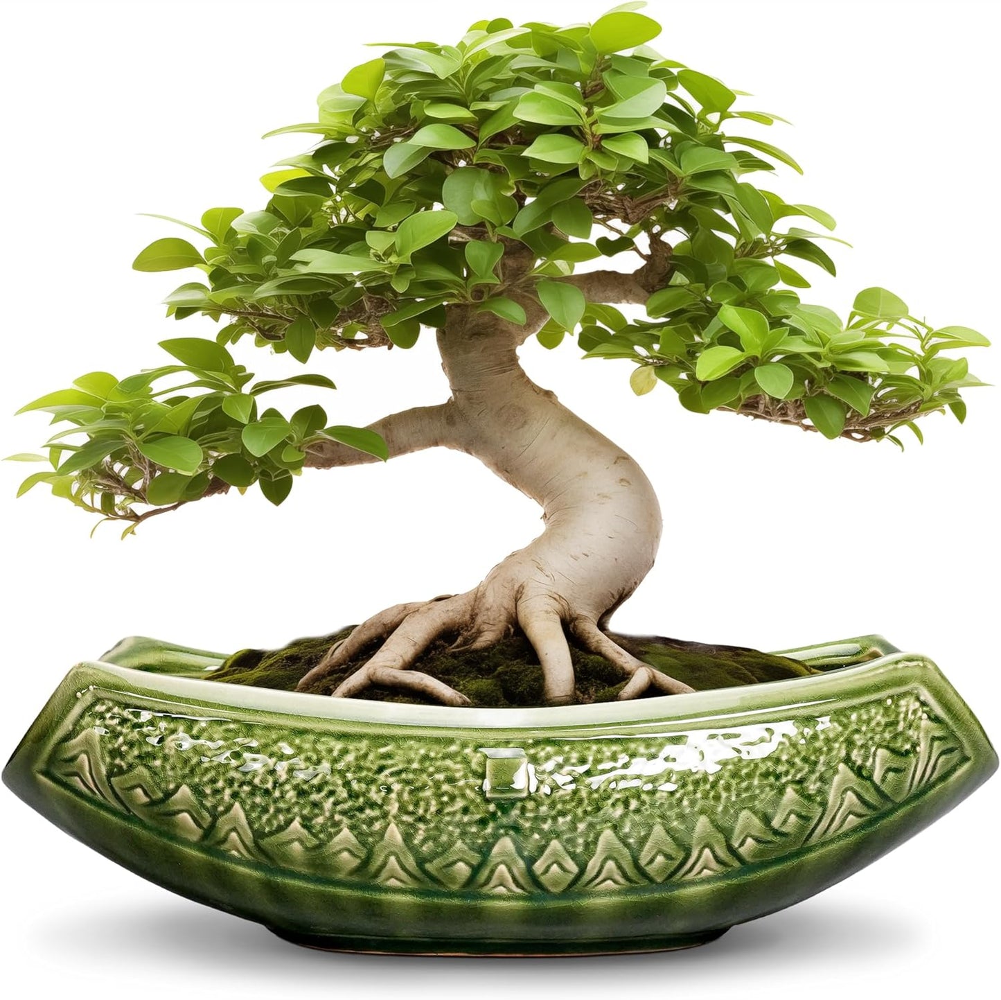 Bonsai Planter 18 Inch - Elegant Ceramic Succulent Pot with Drainage