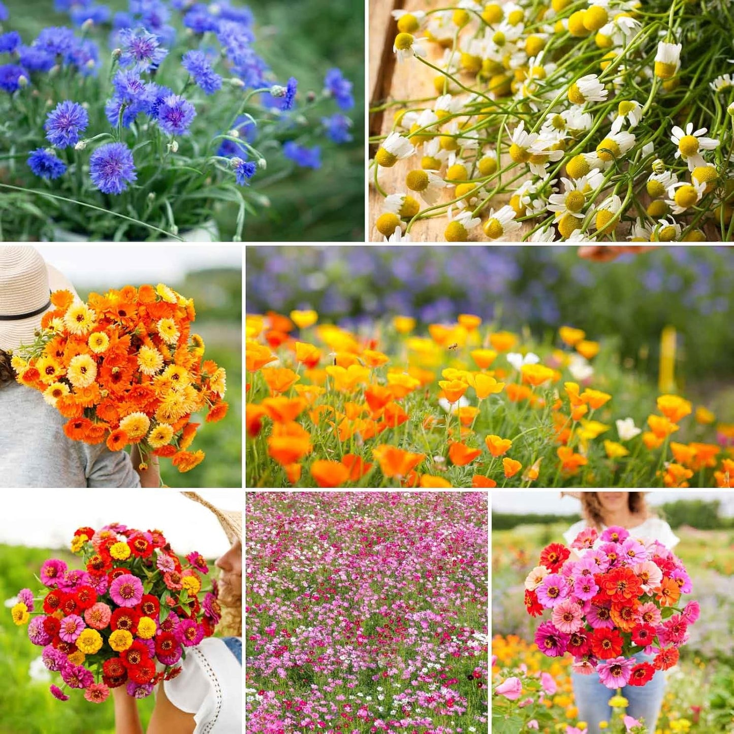 Eden Brothers Field Day Flower Mixed Seeds for Planting 1 lb