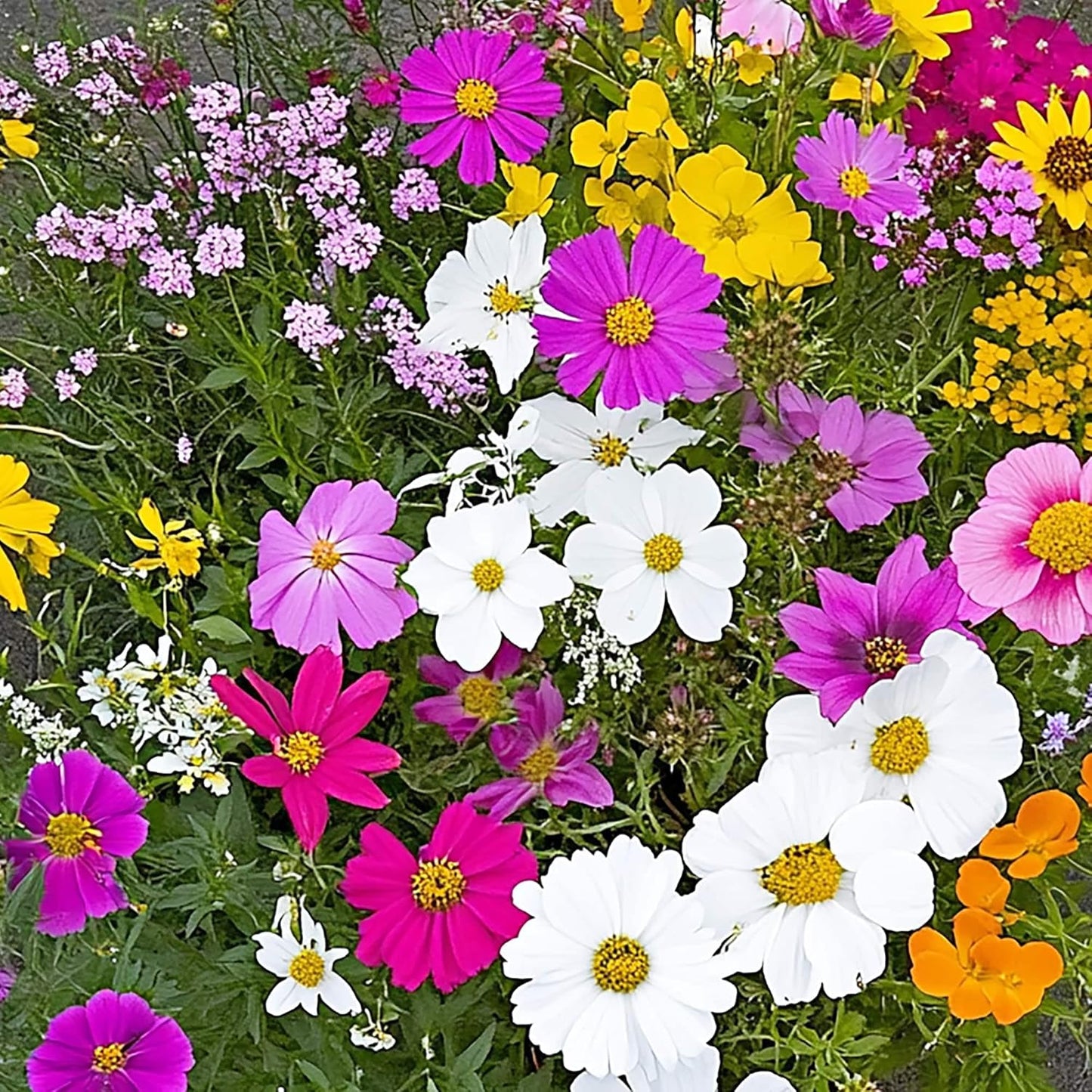 Monarch Butterfly Mix Bulk Flower Seeds for Vibrant Gardens