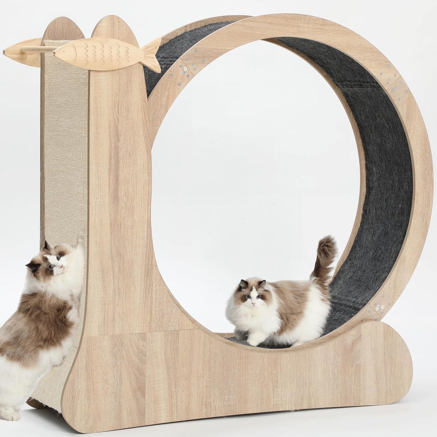 Cat Wheel Exercise for Indoor Cats - 4-in-1 Treadmill Fun