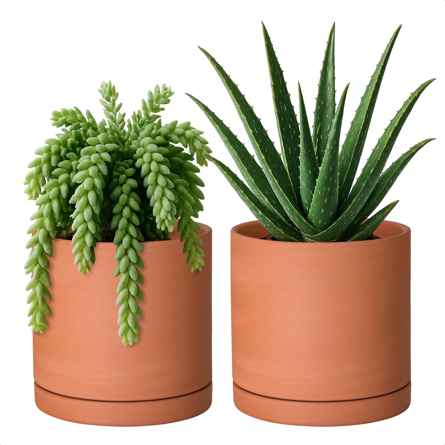 D'vine Dev Small 6 Inch Terracotta Plant Pot with Saucer