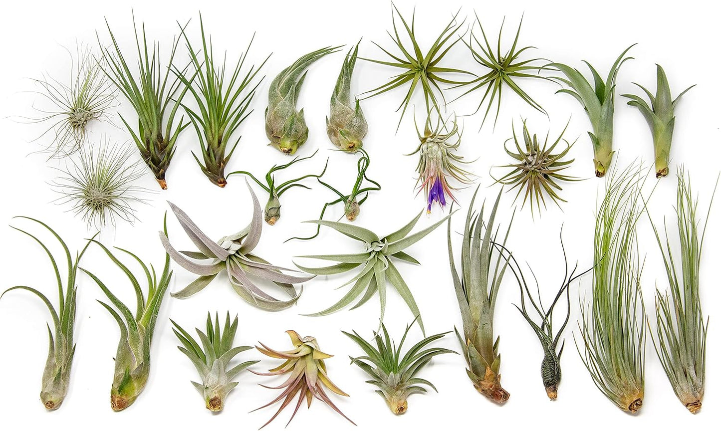25 Grab Bag Pack of Small & Medium Air Plants for Easy Care