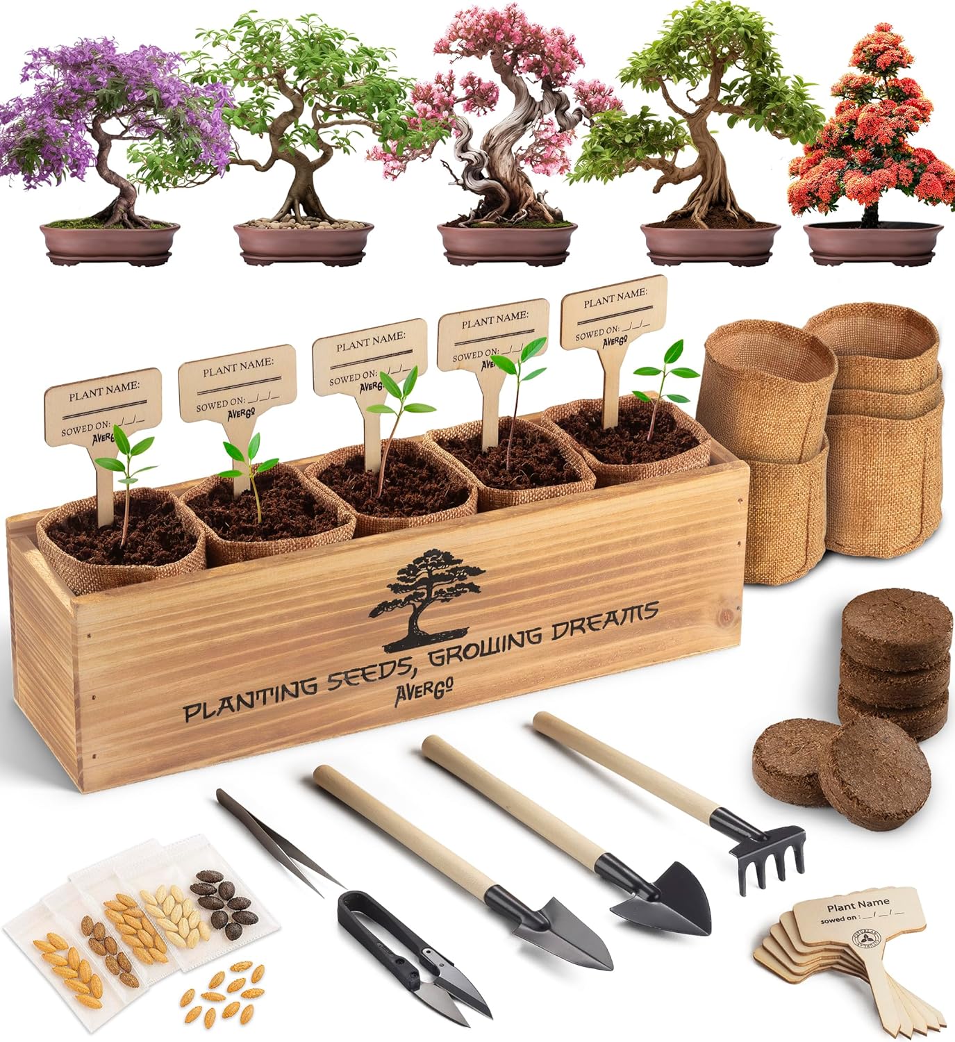Bonsai Tree Kit for Beginners by AVERGO - Complete Indoor Set