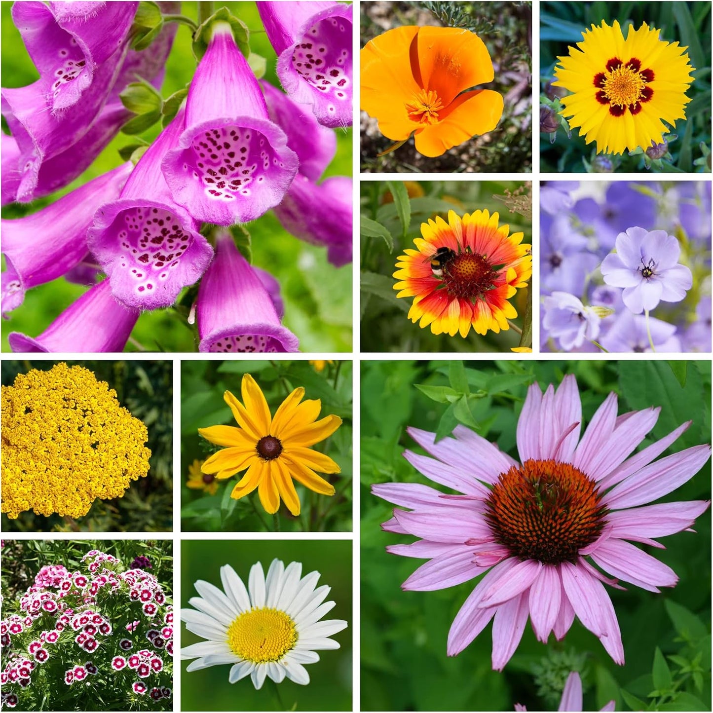 Wildflower Seeds Bulk - Annual & Perennial Mix for Gardens