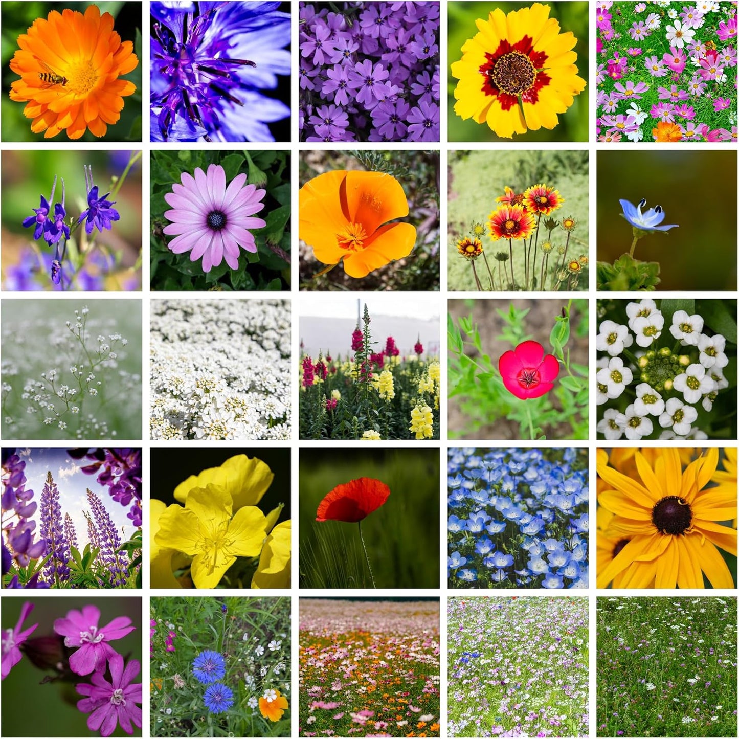 All Annual Wildflower Mix Seed for Planting - 21 Varieties