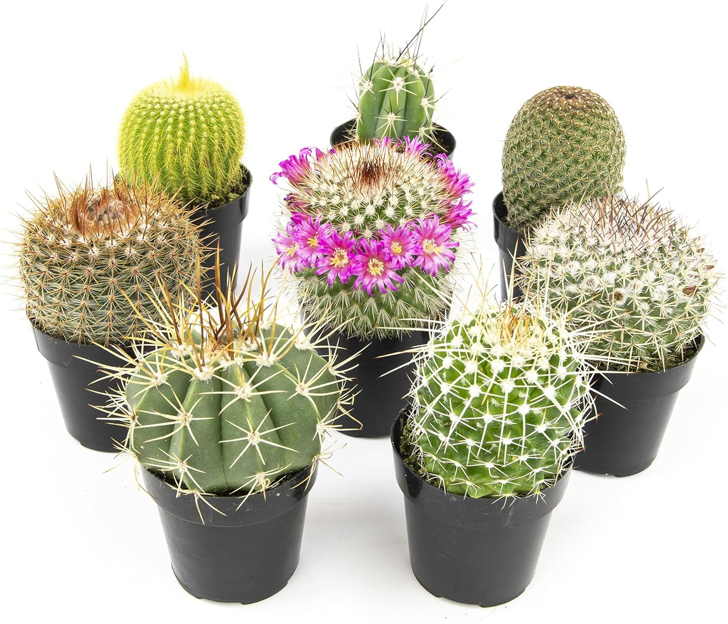 Assorted Cactus Plants Live Cactus Decor for Home and Garden