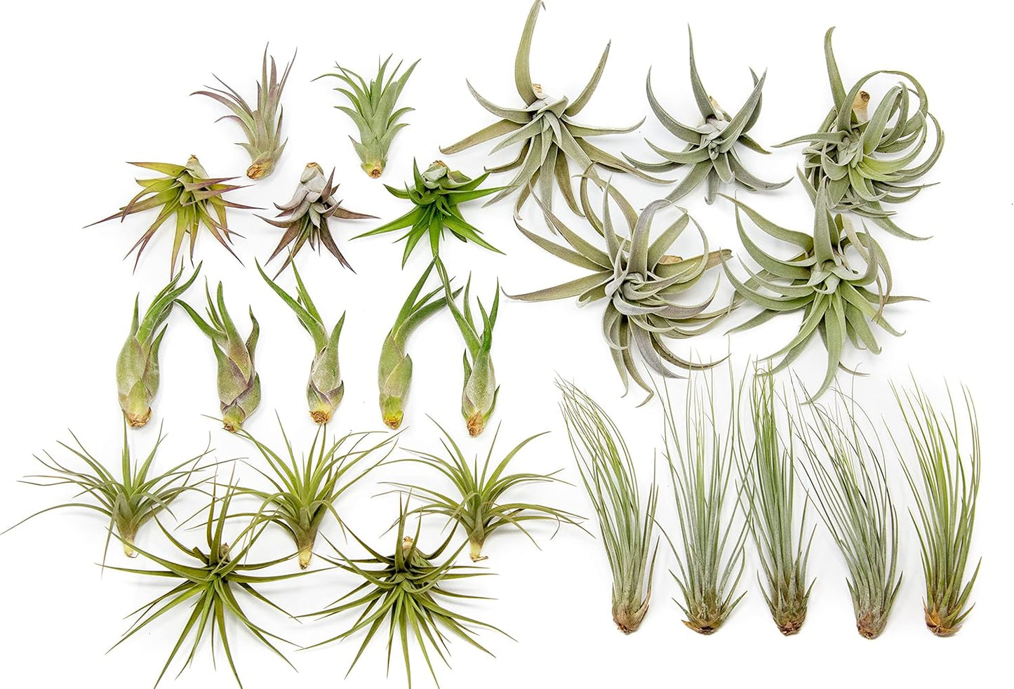 25 Pack of Classic Air Plants Variety for Home Decor and Gifts