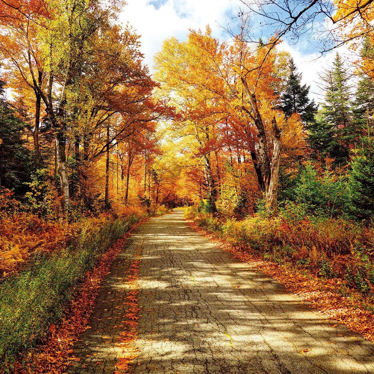 SJOLOON Fall Photography Backdrop for Stunning Autumn Scenes