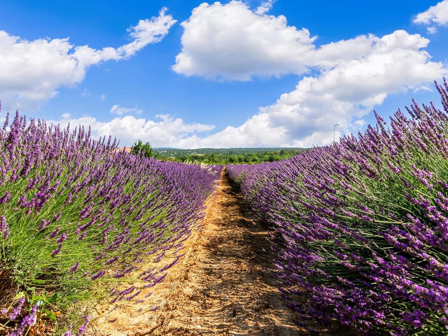 Grosso Lavender Plants - Fragrant Perennial for Your Garden